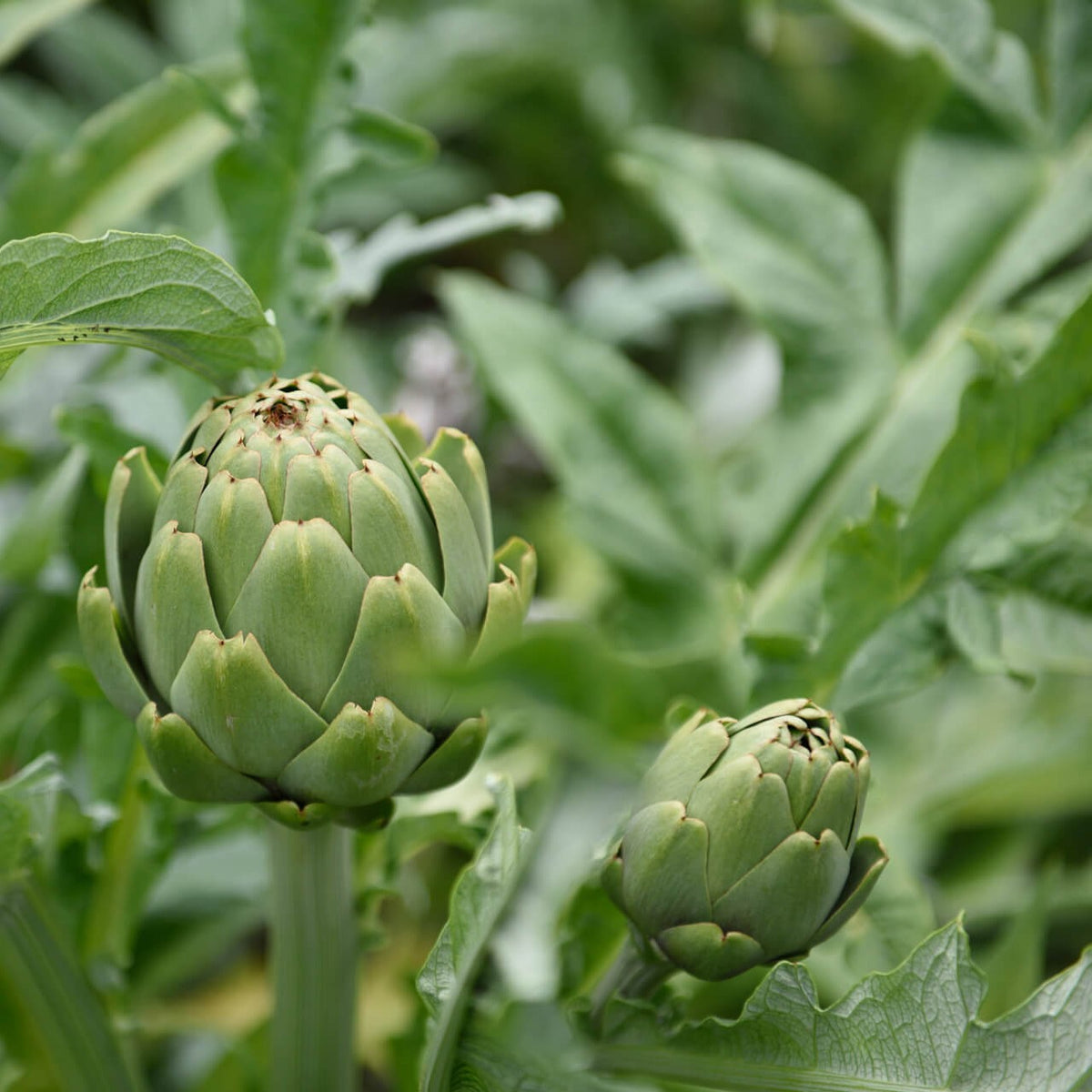 Artichoke Seed Street Australia