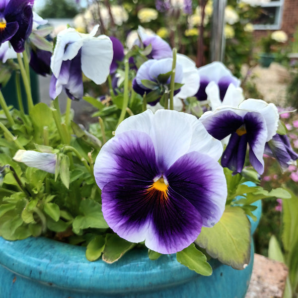 Pansy 'Clear crystal Beaconfield'