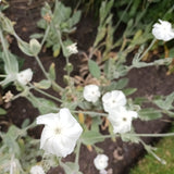 Lychnis coronaria 'Alba'