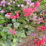 Heuchera Firefly