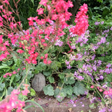 Heuchera Firefly