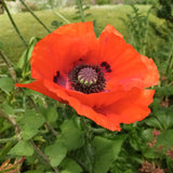 Papaver Orientale 'Bright Orange Scarlet Red'