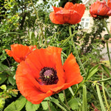 Papaver Orientale 'Bright Orange Scarlet Red'
