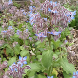 Borage