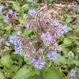 Borage