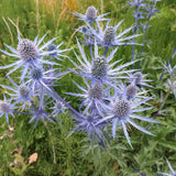 Eryngium planum