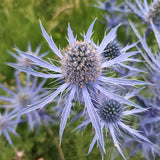 Eryngium planum