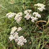White Yarrow
