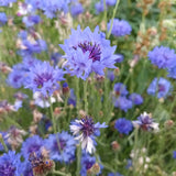Centaurea 'Blue boy'