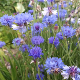 Centaurea 'Blue boy'