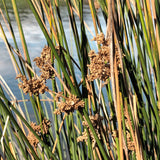 Juncus Usitatus