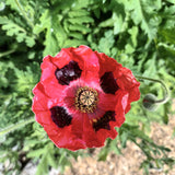 Papaver ‘Ladybird’