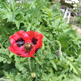 Papaver ‘Ladybird’