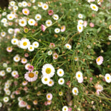 Erigeron 'Profusion'