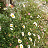 Erigeron 'Profusion'