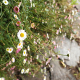 Erigeron 'Profusion'