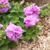 Petunia 'Duo Lavender Double'