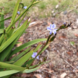 Orthrosanthus multiflorus