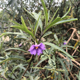 Solanum laciniatum - Kangaroo Apple