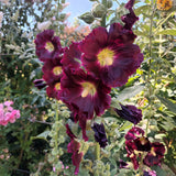 Hollyhock 'Henry the eight black'