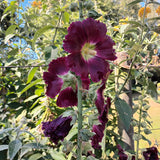 Hollyhock 'Henry the eight black'
