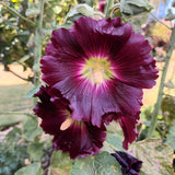 Hollyhock 'Henry the eight black'