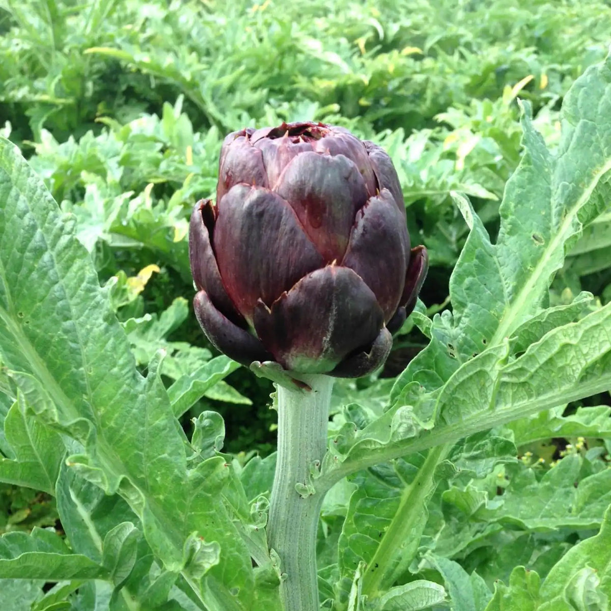Artichoke 'Colorado red star' Seed Street Australia