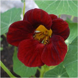 Nasturtium 'Tom Thump Black Velvet'