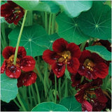 Nasturtium 'Tom Thump Black Velvet'