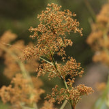 Cladium Procerum - Leafy Twig Rush