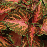 Coleus 'Wizard Coral Sunrise'