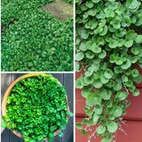 Dichondra Repens ' Emerald Falls'