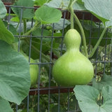 Gourd 'Birdhouse Mix'