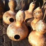 Gourd 'Birdhouse Mix'