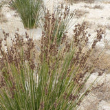 Juncus Kraussii - Sea Rush