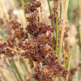 Juncus Kraussii - Sea Rush