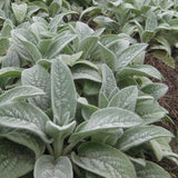 Stachys Lanata 'Deep Rose'