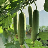 Gourd 'Luffa cylindrica'
