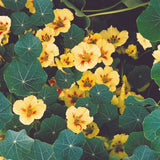 Nasturtium 'Double Jewel Peach Melba'