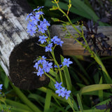 Orthrosanthus multiflorus