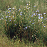 Orthrosanthus multiflorus