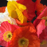 Papaver Nudicaule - Iceland Poppy