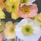 Papaver Nudicaule - Iceland Poppy