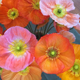 Papaver Nudicaule - Iceland Poppy