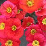 Papaver Nudicaule - Iceland Poppy