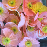 Papaver Nudicaule - Iceland Poppy