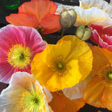 Papaver Nudicaule - Iceland Poppy