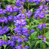Penstemon Strictus 'Rocky Mountain Beardtongue'