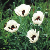Papaver orientale 'Royal Wedding'