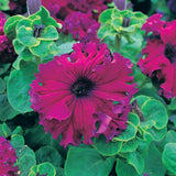 Petunia 'Frillytunia' Burgundy